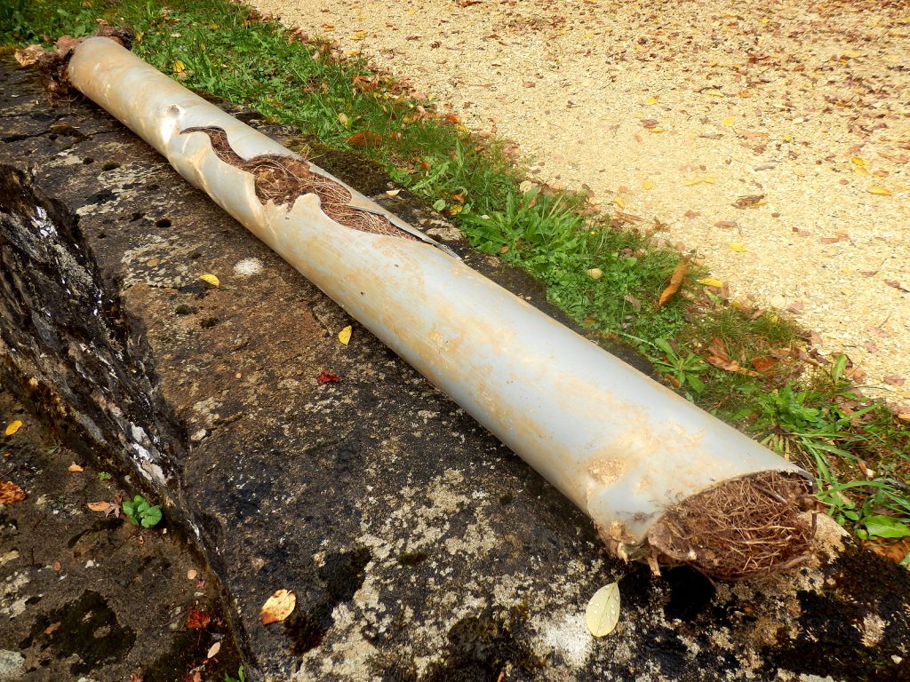 Tree roots growing into a damaged sewer pipe causing blocked drains